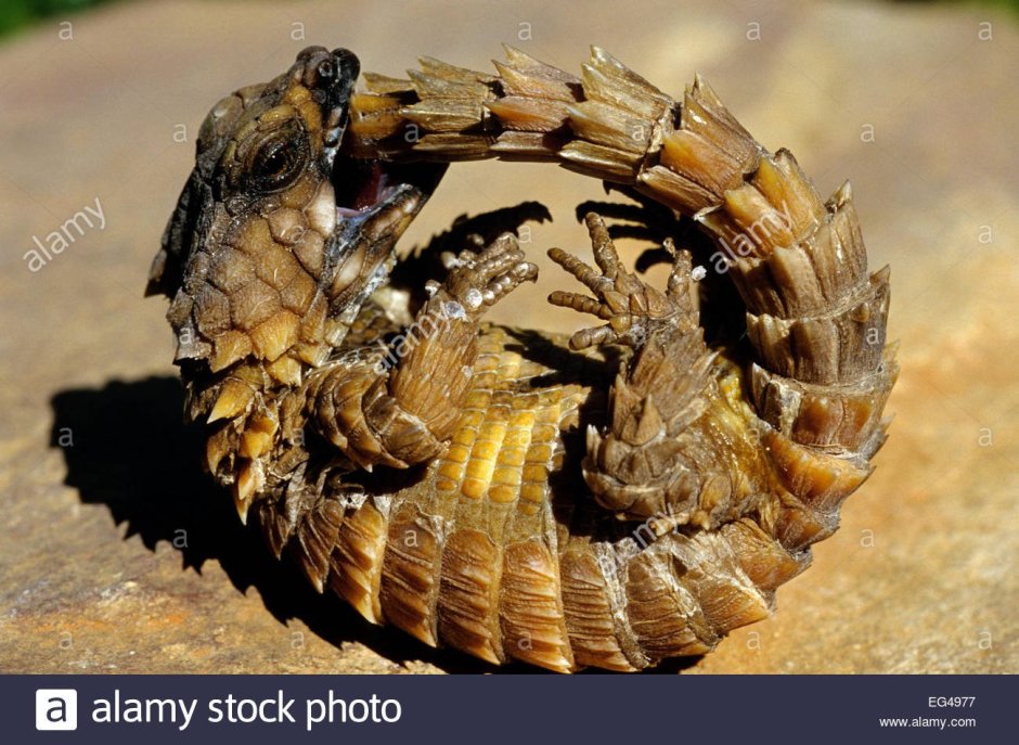 Армадилло поясохвост