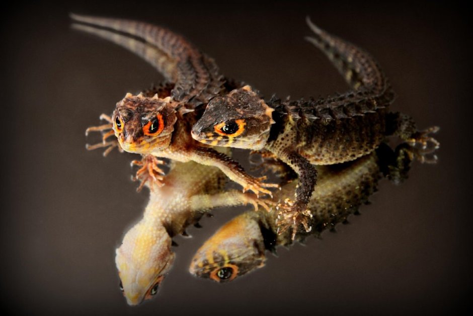 Ящерица китайский дракон