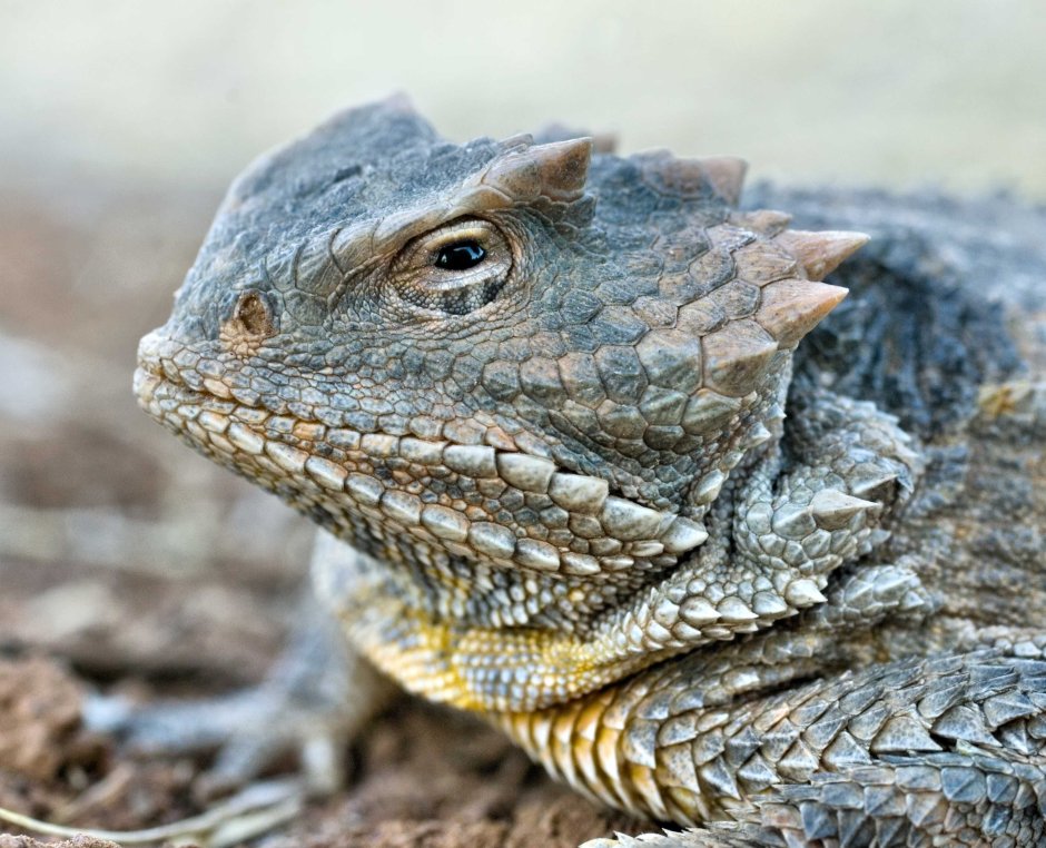 Армадилло поясохвост