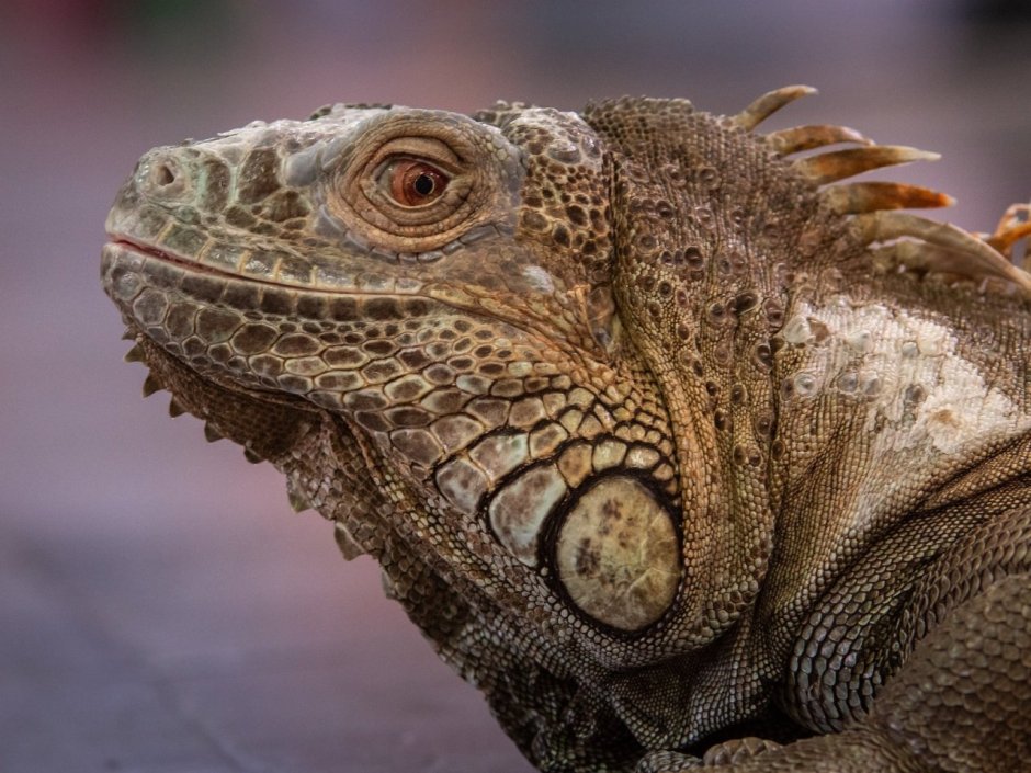 Агама ящерица Летучий дракон