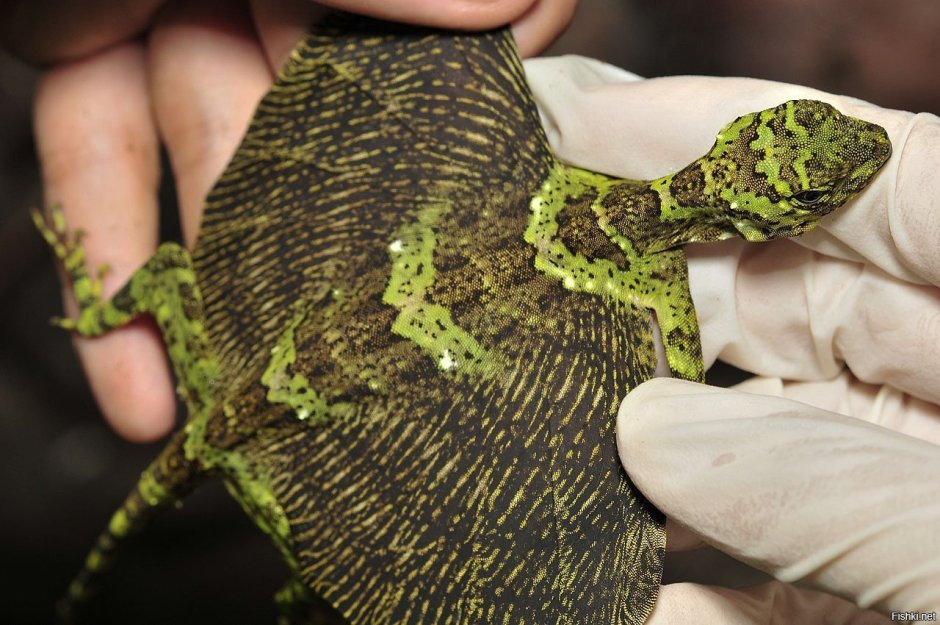 Игуана бородатая агама