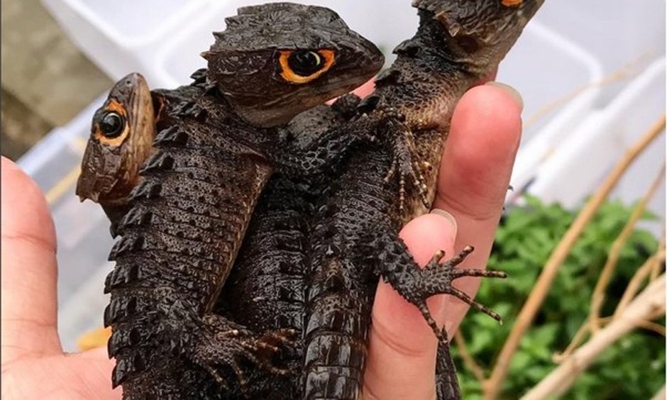 Армадилло поясохвост