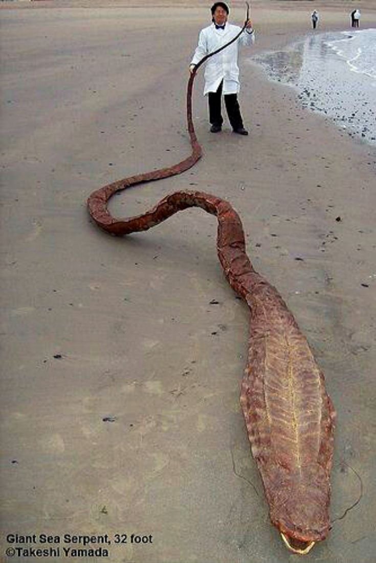 Морские змеи на Занзибаре