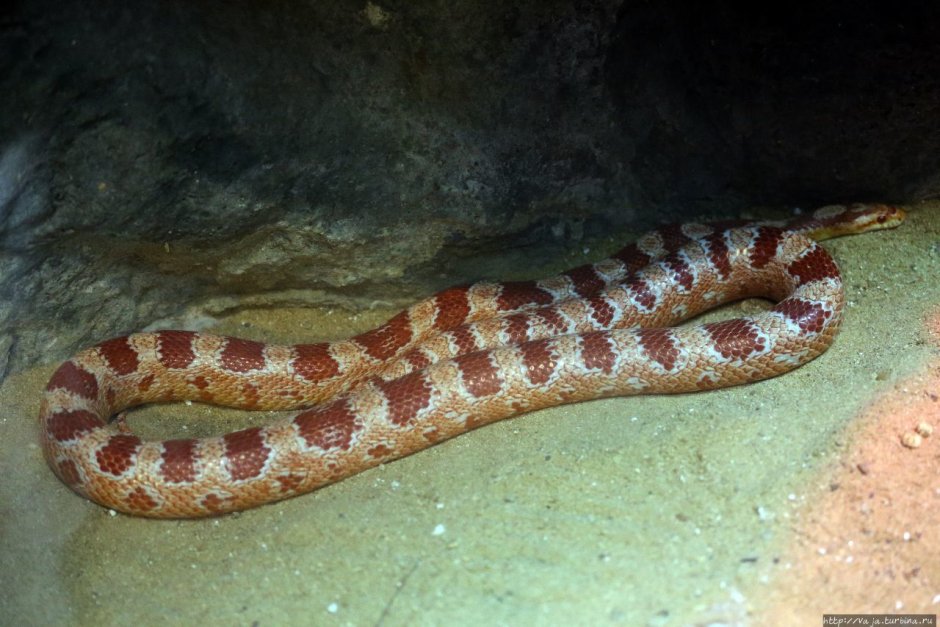 Змеи Тайланда