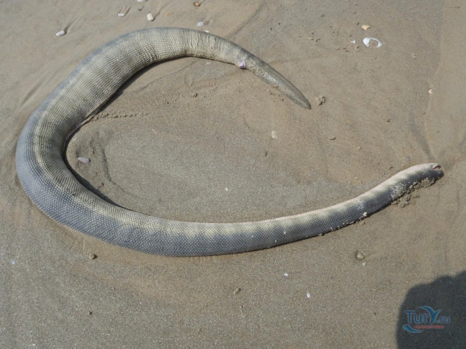 Морские змеи Гоа