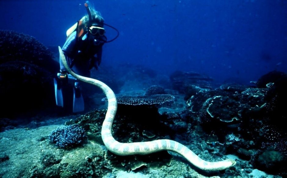 Морская змея Белчера