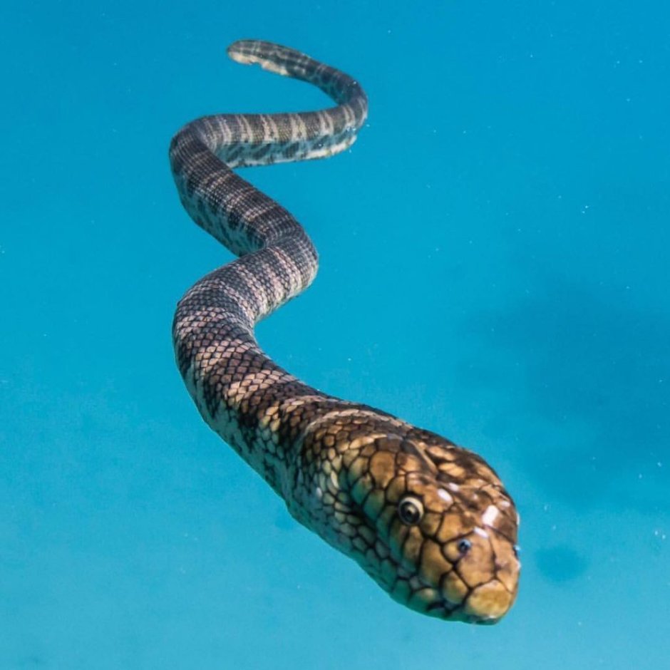 Змеиная ферма Тайланд Паттайя