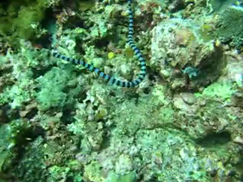 Ленточная Риномурена