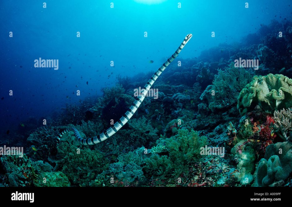 Коротконосая морская змея