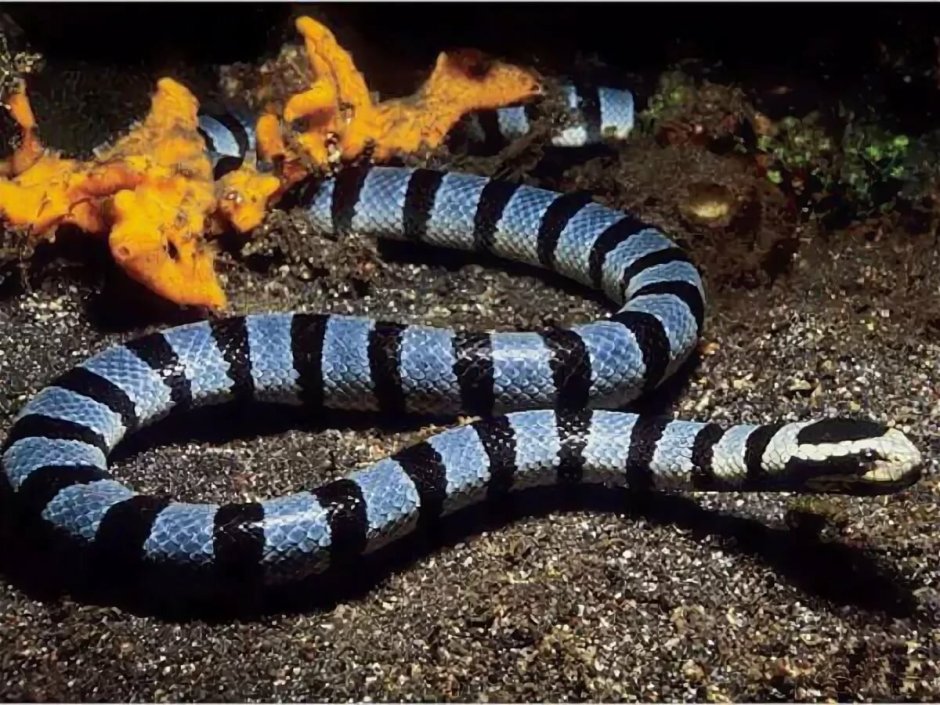 Sea Krait