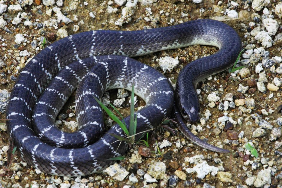 Вараны в Тайланде