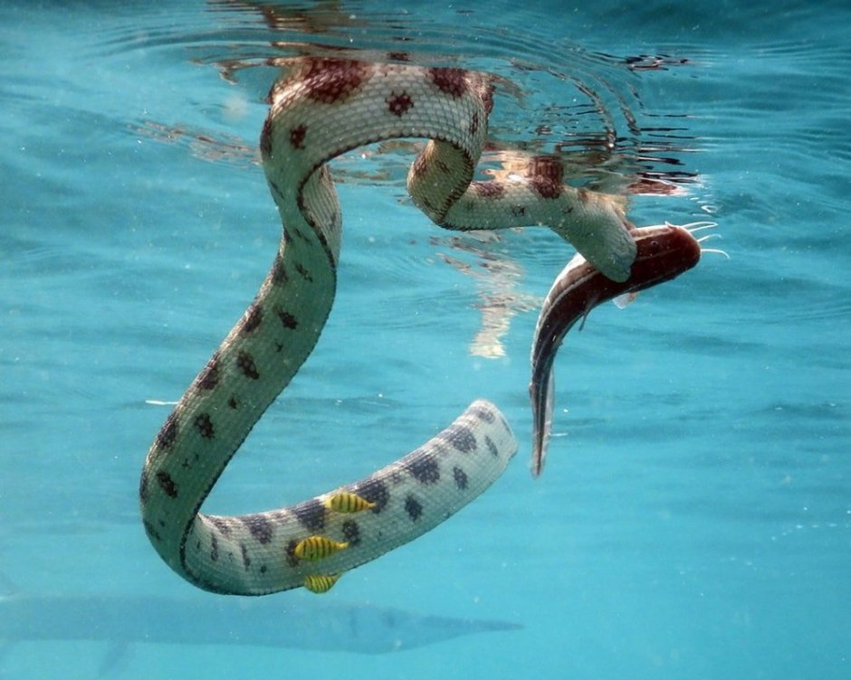 Желтобрюхая морская змея