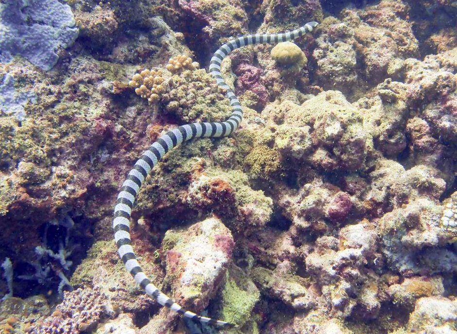 Год водяной змеи 2013