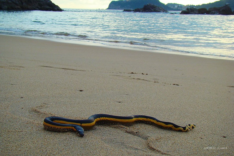 Морские змеи Египта Хургада