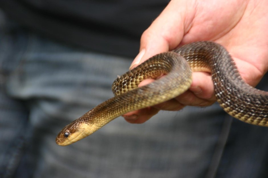 Морской Крайт плоскохвост