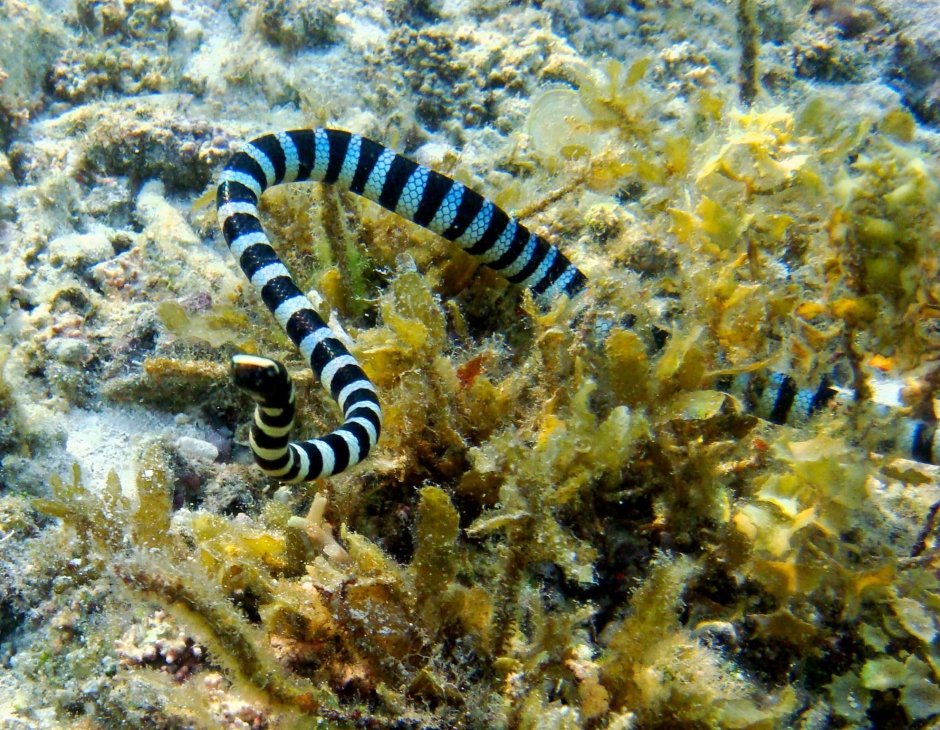 Морская змея Белчера яд