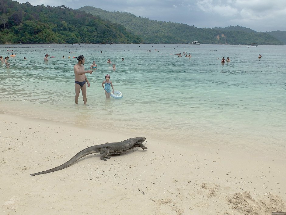 Мурена Занзибар