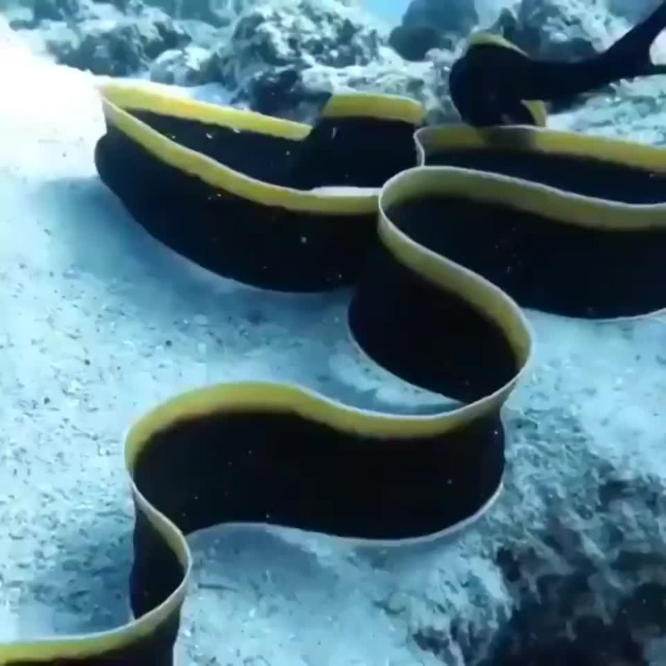 Красноголовый Крайт