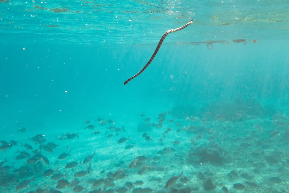 Морская змея карунг