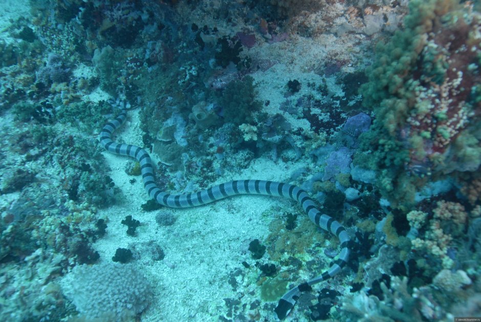 Оливковая морская змея Дюбуа