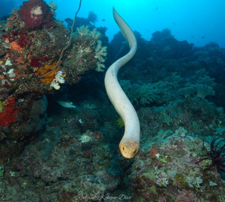 Морской Крайт плоскохвост