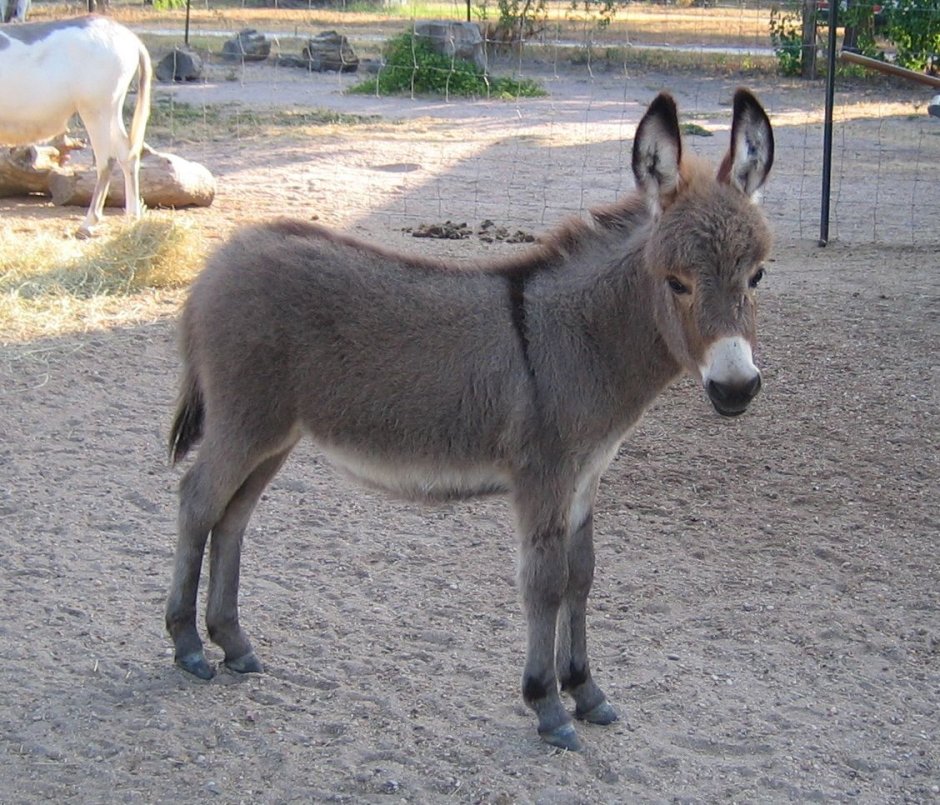 Карликовый осел
