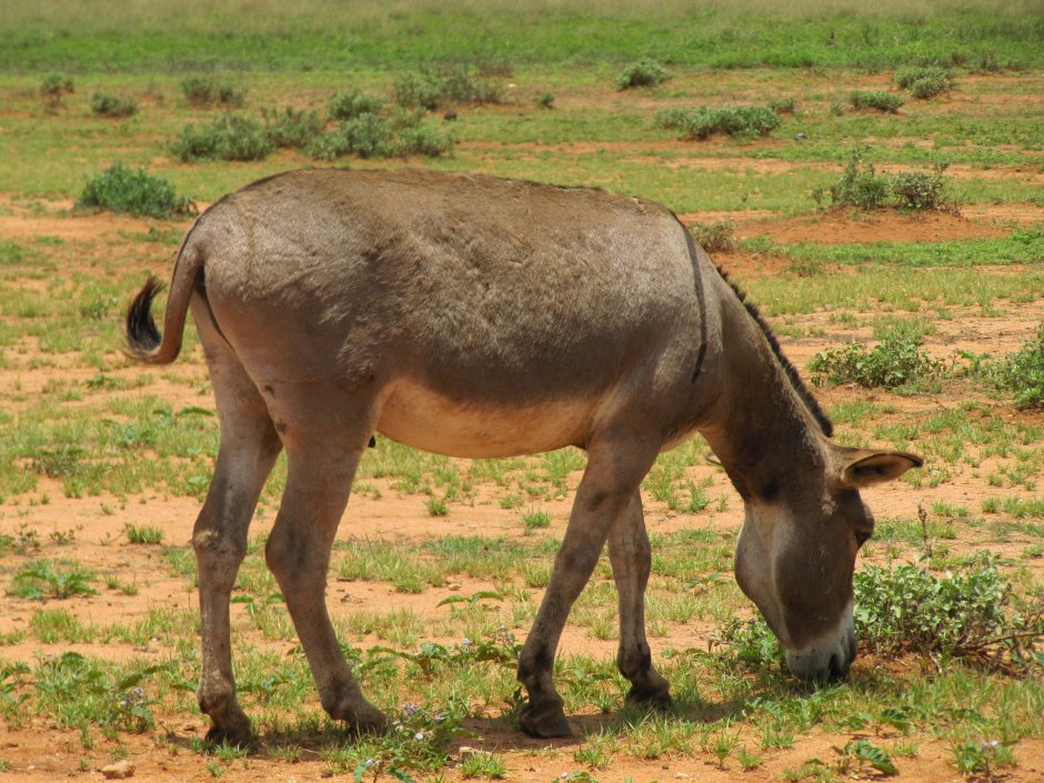 Donkey Tanzania