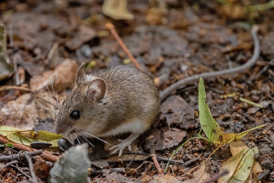 Лесная мышь (Apodemus sylvaticus)