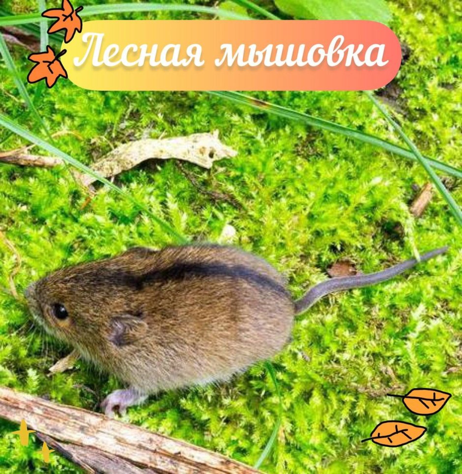Мышь Малютка
