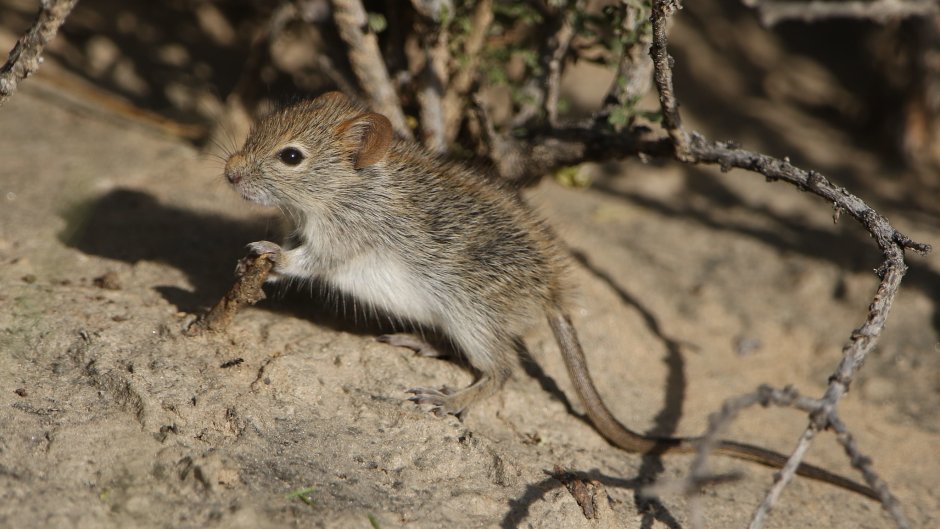 Rhabdomys pumilio