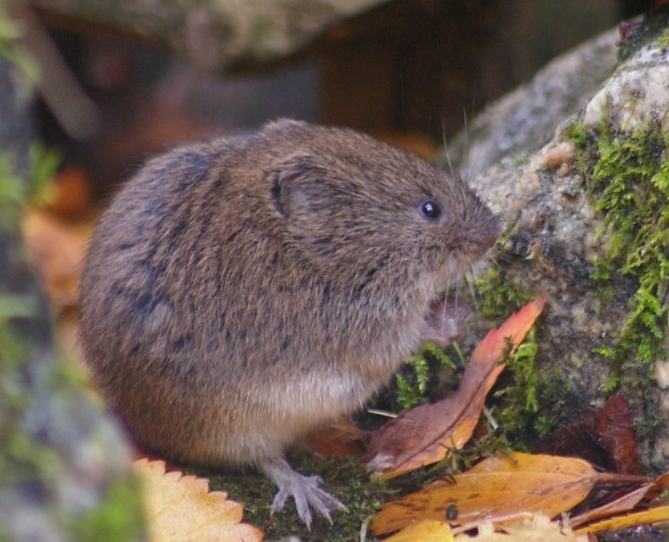 Лесная мышь (Apodemus sylvaticus)