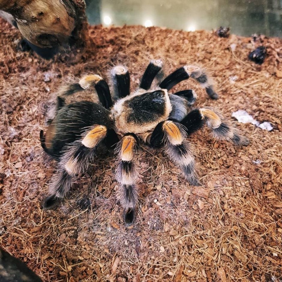 Паук птицеед Poecilotheria