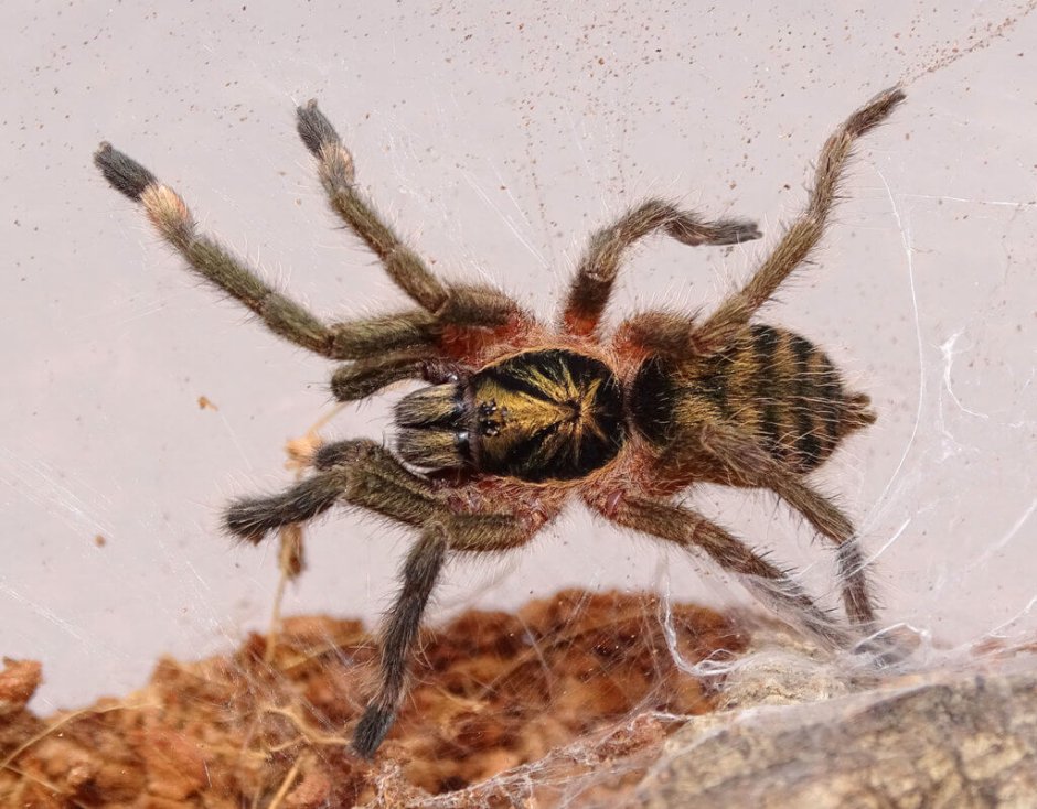 Typhochlaena seladonia