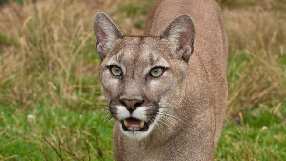 Puma concolor couguar