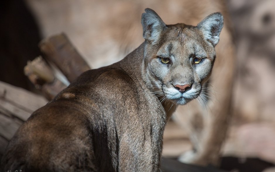 Puma кошка в HD