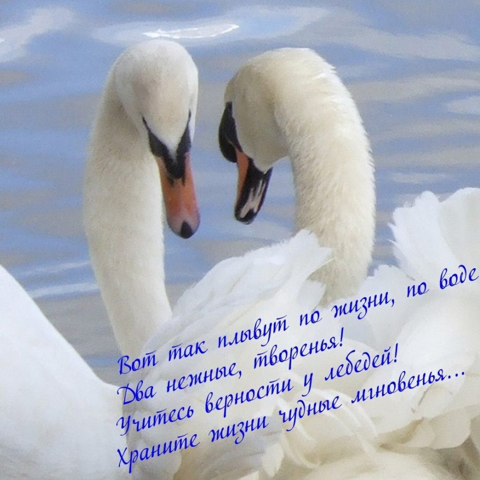 Фотосессия с лебедем