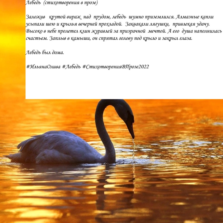 Лебедь шипун с птенцами