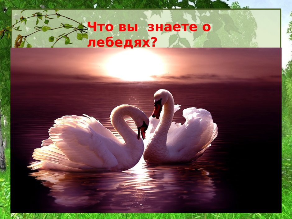 Swan перевод