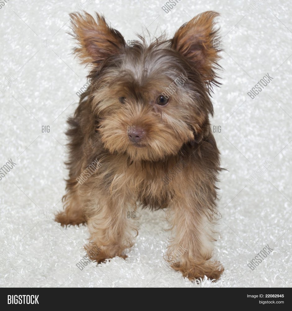 Yorkie Chocolate