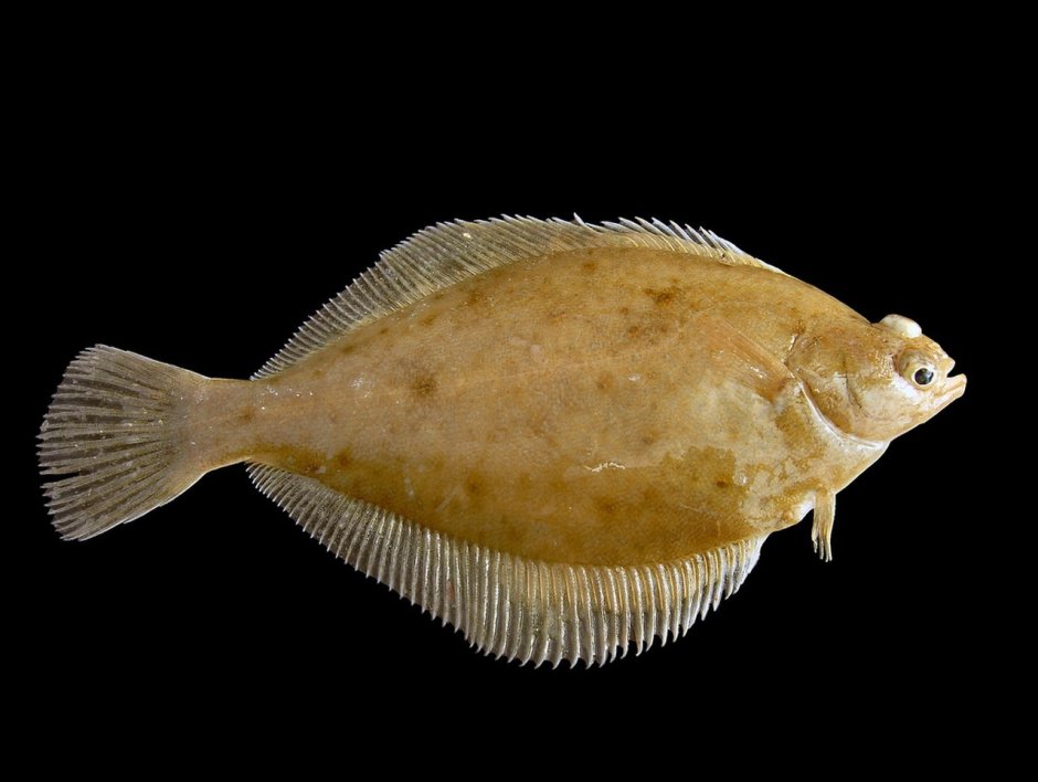 Палтус Балтийское море