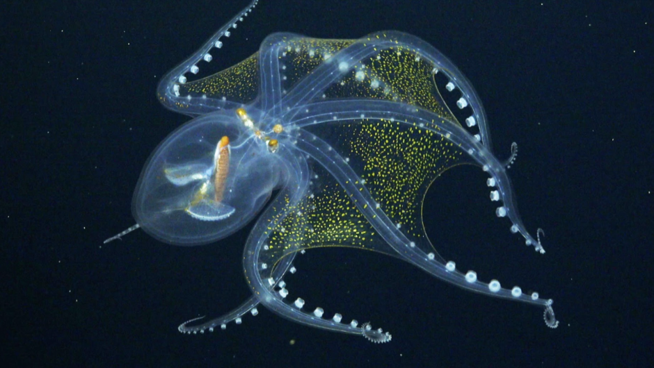 Осьминог Vitreledonella