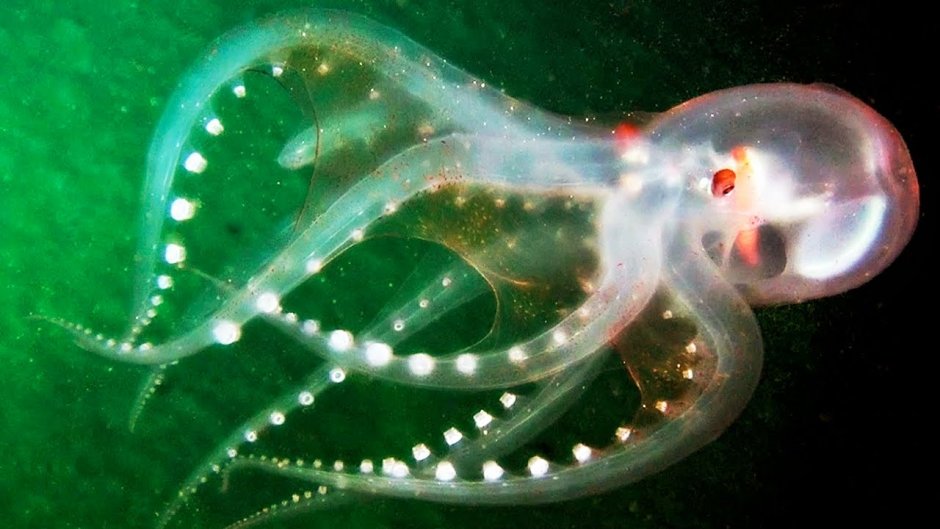 Осьминог Vitreledonella Richardi