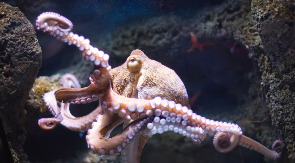 Rainbow Octopus