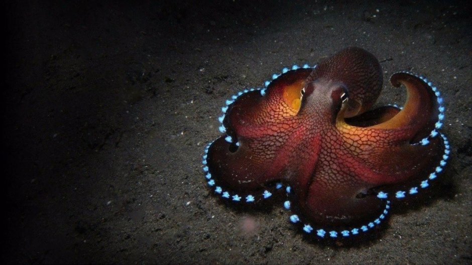 Осьминог меняет цвет