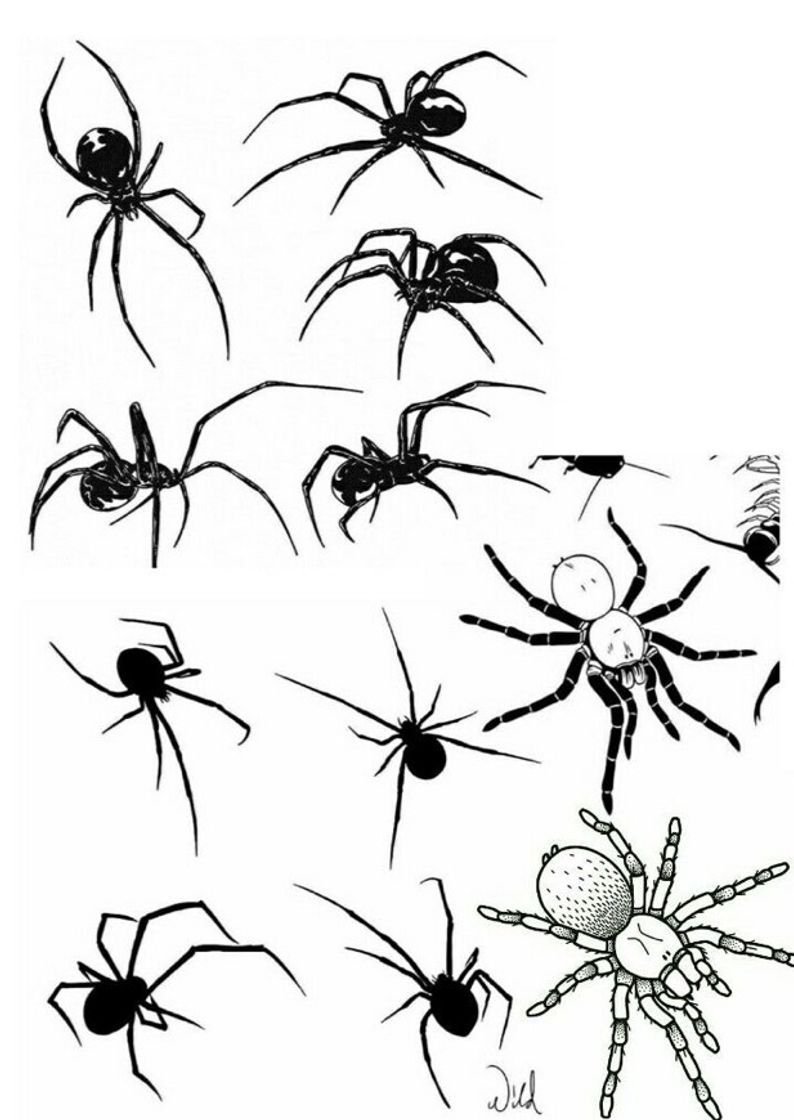 Spider Transformation