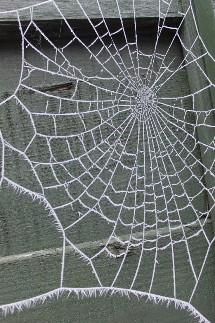 Тату много маленьких пауков