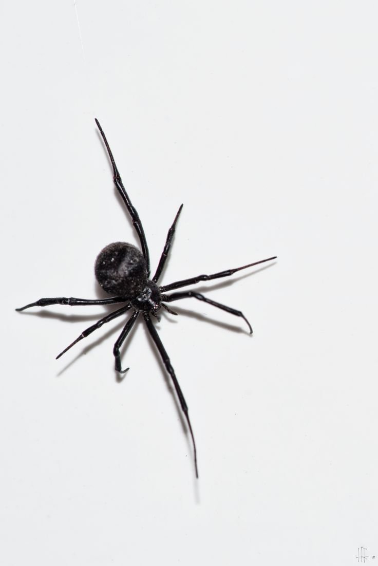 Картины пауков