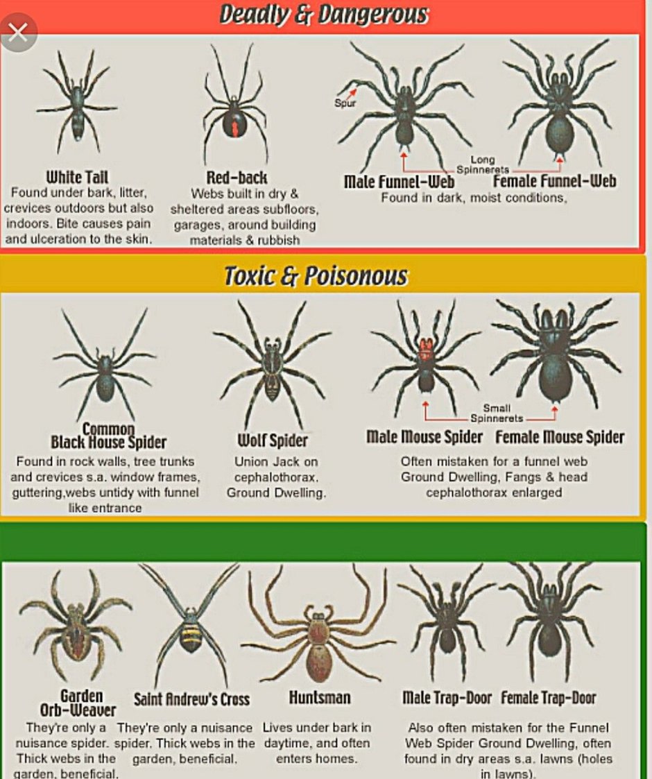 Паук на черном фоне