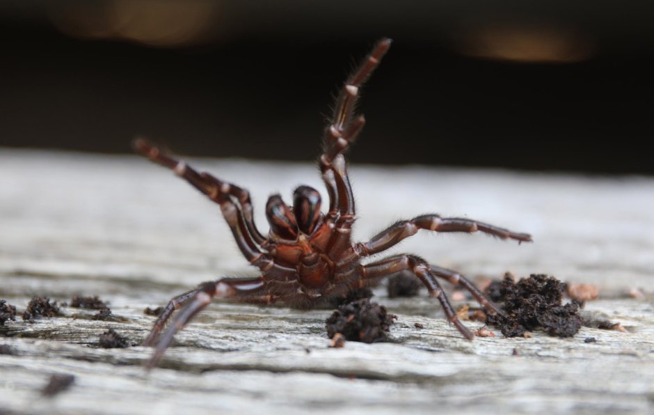 Каракурт альбинос паук