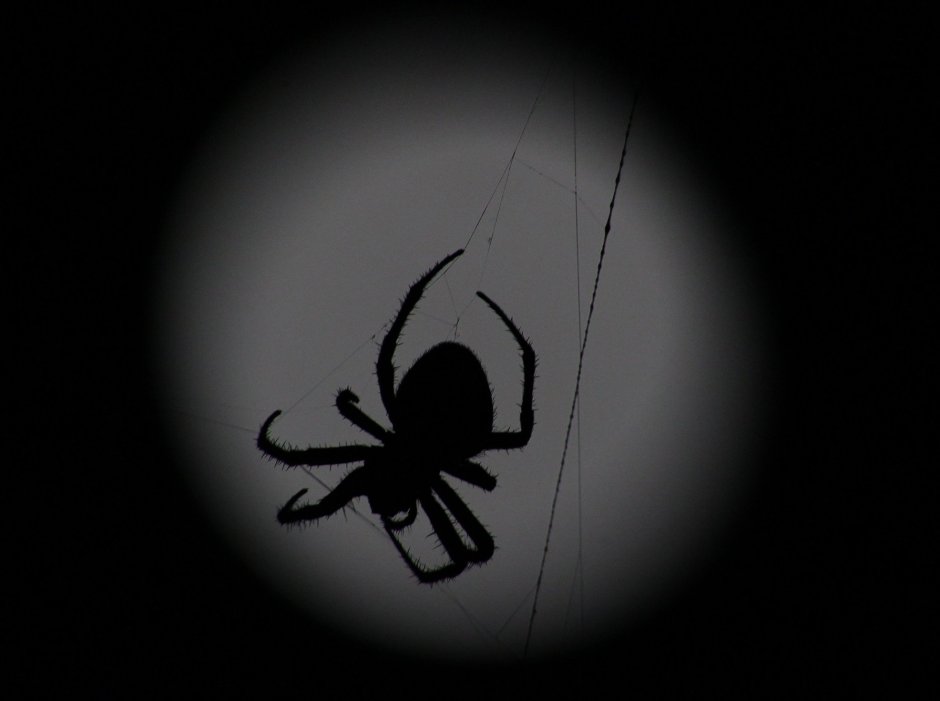 Паук 3д